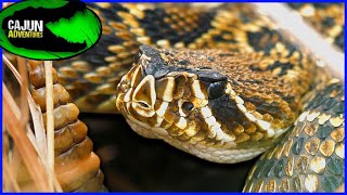 My Rattlesnake MISTAKE! - Search for the Eastern Diamondback Rattlesnake!