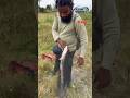Snakehead 6KG Monster Catch🎣 Full Power Fight | Biggest Catch Ever 💯#fish #fishing #automobile #like