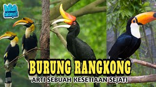 Fakta Unik Tentang Burung Paling Eksotis Di Indonesia