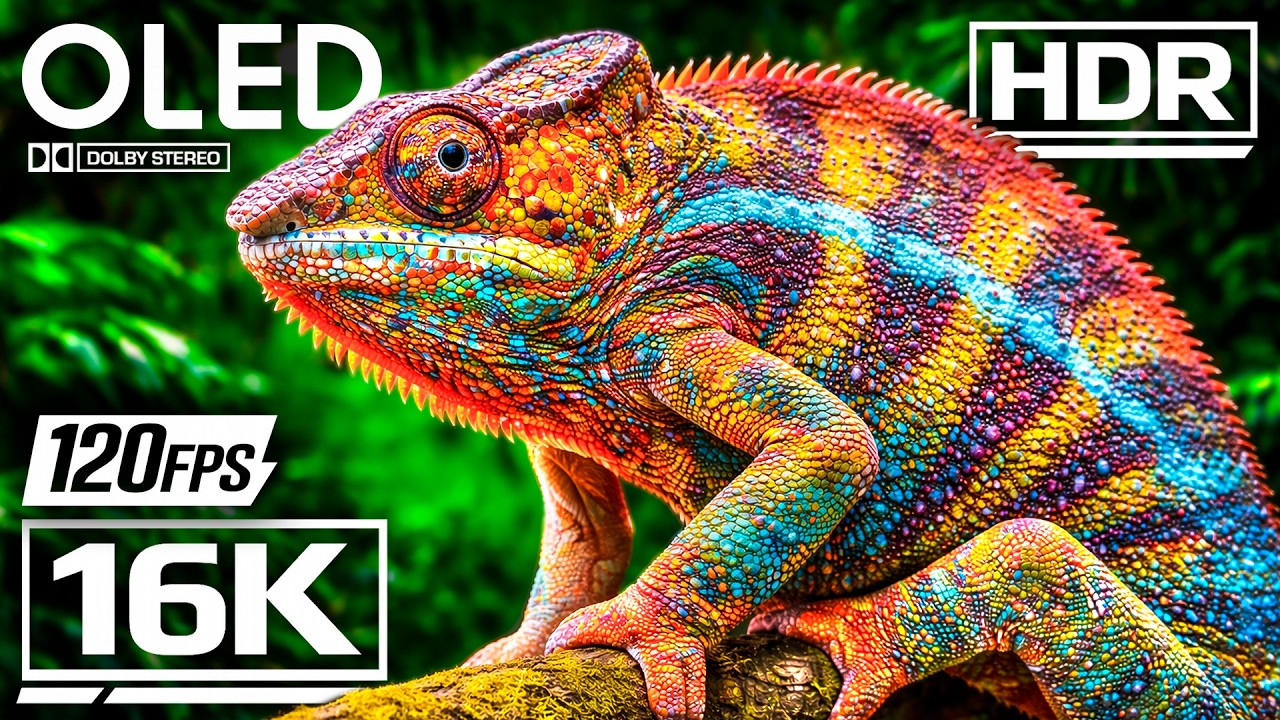 Best TRUE OLED Demo HDR 12K VIDEO Ultra HD Dolby Vision™ 60fps