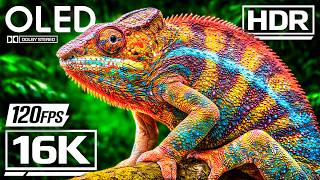 Best TRUE OLED Demo HDR 12K VIDEO Ultra HD Dolby Vision™ 60fps screenshot 5