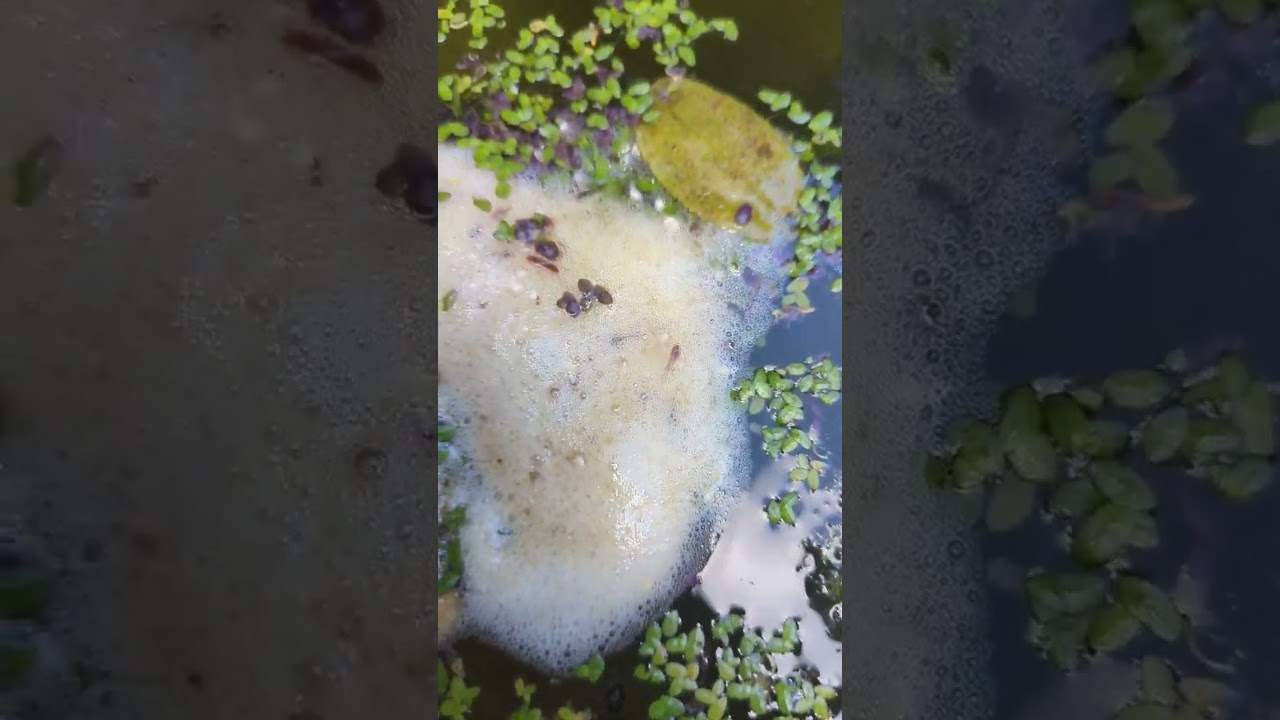 A frog laid eggs in my patio bowl. 