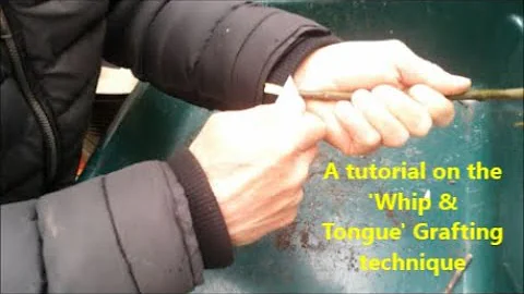 A tutorial on the whip & tongue grafting technique| MM106| DIY Fruit tree Grafting| grafting knives|