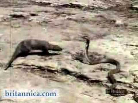 Mongoose Attacking an Asian Cobra (Britannica.com)