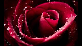 Mary Magdalene & Cosmic Egg Light Language Activation