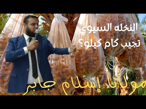 مولانا بيقول النخل السيوي بيجيب كام كيلو