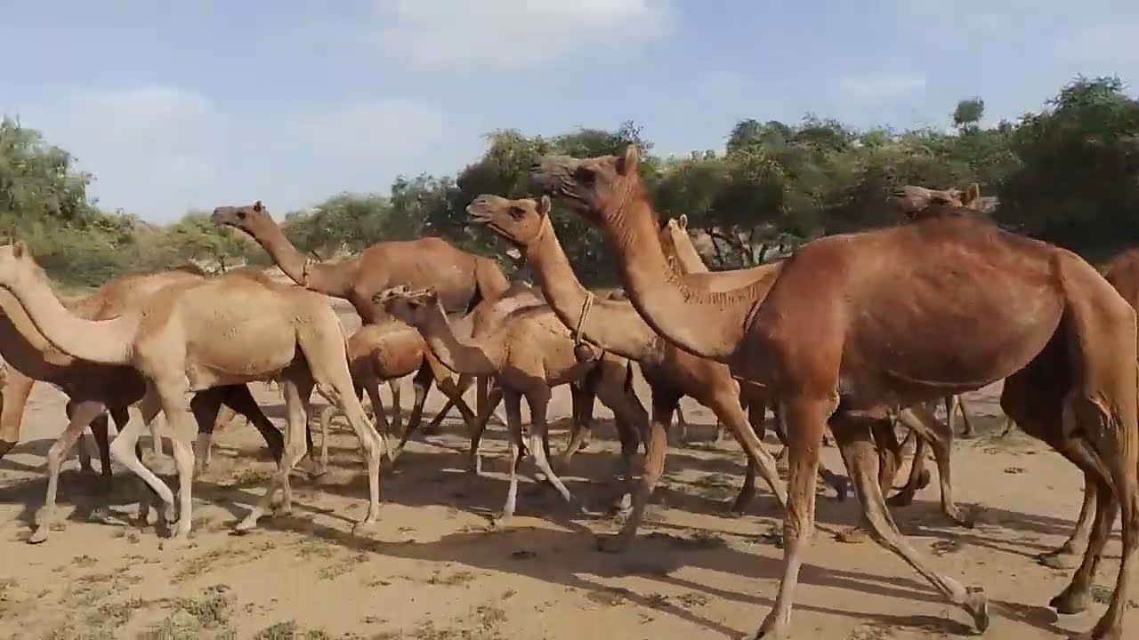 1000 beautifull camels in thar desert 😱😘