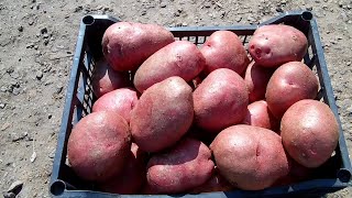Вирощування картоплі відро з куща