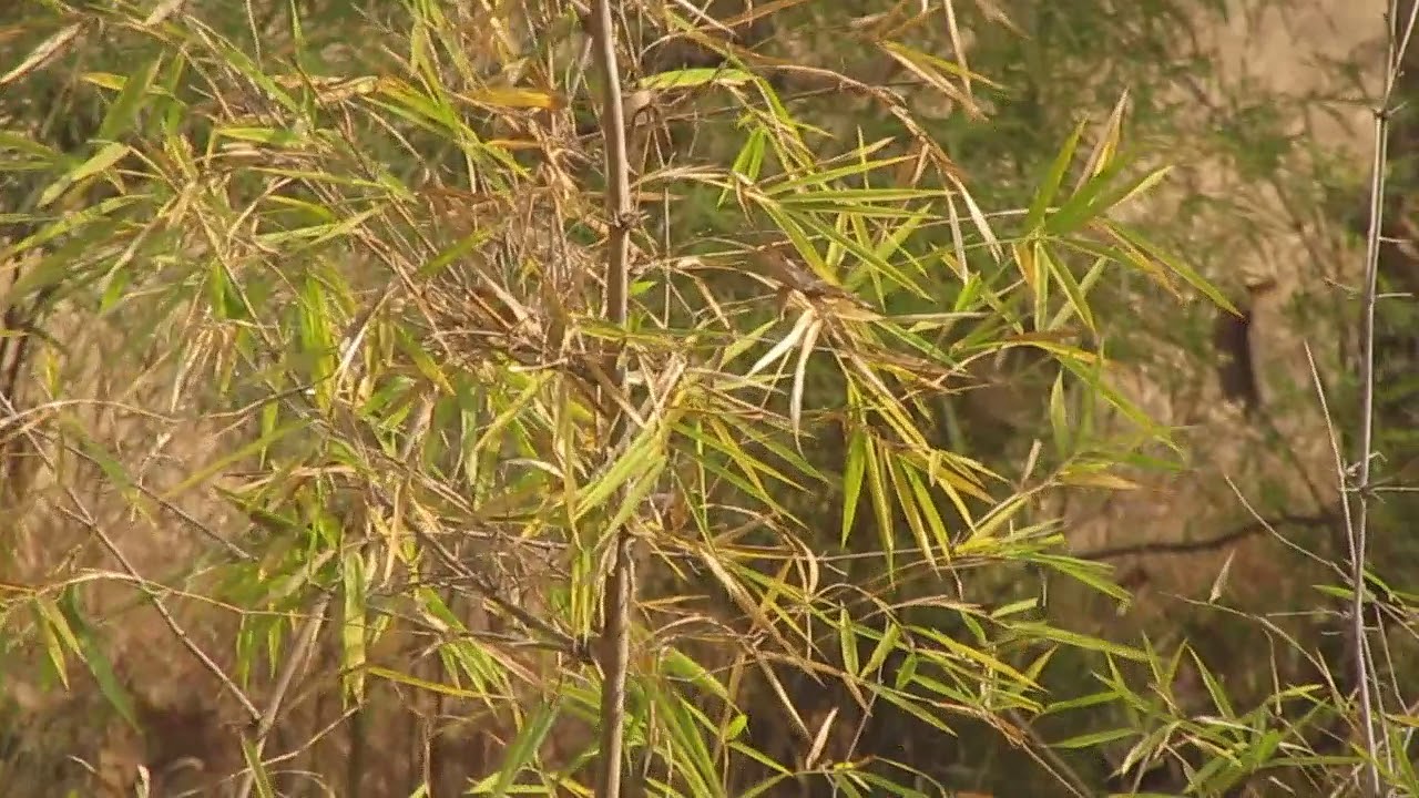 awesome sightings  Choti Tara Cubs