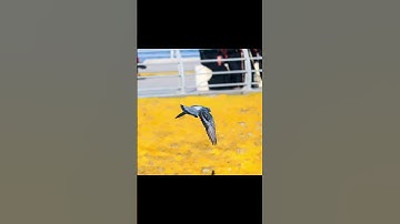 Canon EOS R7 with 70-200 USM IS II #youtubeshorts #canonr7 #r7 #eosr7 #shortvideo #shorts #canon