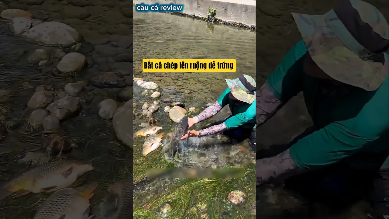 trả vờ ngủ để cá mất cảnh giác rồi dùng tay bát cá chép khủng và cái #fishing #cauca