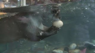 Lone otter gets a friend at Seattle Aquarium