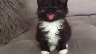 Cat1 72