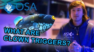 What are Clown Triggerfish | What is a Fish with Taras