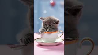 #newmusic #hiphop #rapper #music #rap #cat #dubidubidu #cute #studywithmeandmycat #catshorts