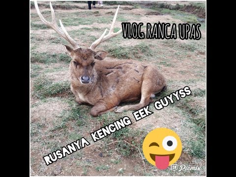 VLOG FAMILY Ranca Upas Ciwidey Bandung | Kasi Makan Rusa | RUSANYA EEK KENCING guys