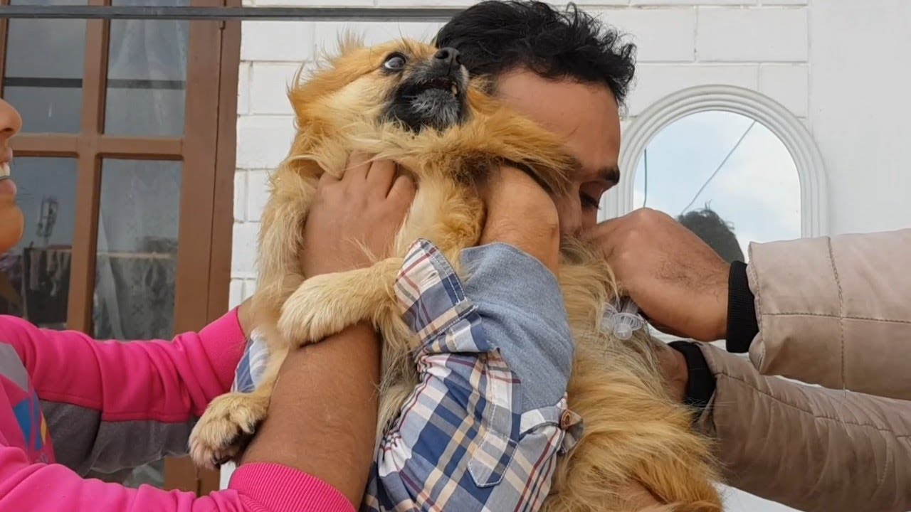 Pomeranian Vaccination 2020 YouTube pomeranian-vaccination-2020-youtube