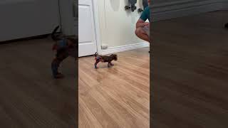 Cute Little Puppy Tries On Socks For The First Time *Wholesome Video*