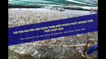 VASEP Highlight - T6/2024: Tôm