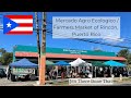 Farmers Market of Rincón | Mercado Agro Ecologico de Rincón  | Travel Puerto Rico
