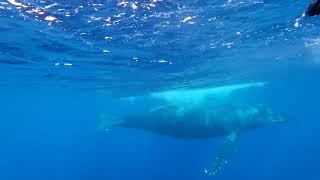 whale watching in Maui