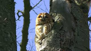 Waldkauz Strix Aluco