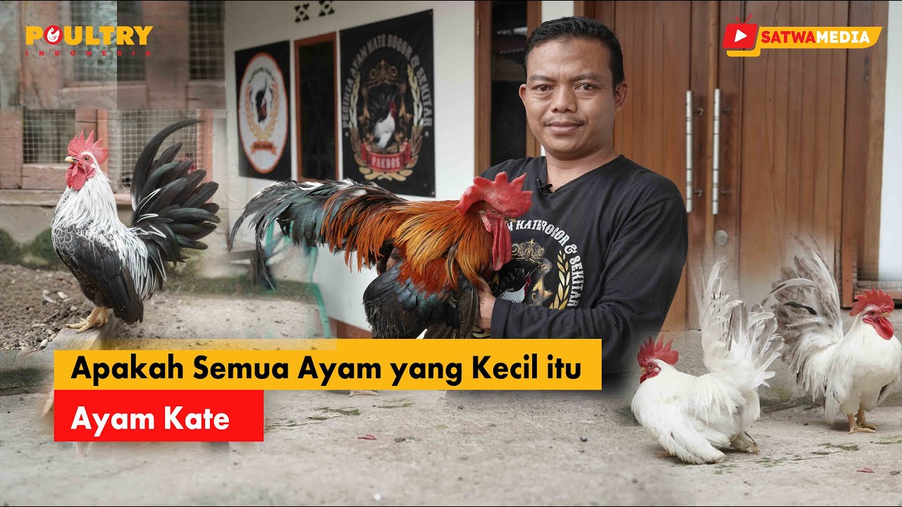 Cara Pemeliharaan Ayam Kate Ala Pakbos