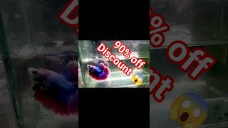 💥“Sabse Sasta Betta Fish Sale😱Aaj Hi!”#fishkeepinghobby #aquascapegallery #bettafish #shorts