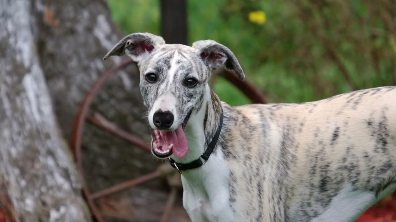 [WILDLIFE FACTS] Whippets are known for their gentle and affectionate nature YouTube