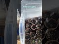 Winter Sowing Update: 4/1/2026