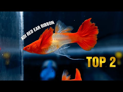 Cá Bảy Màu Hot Nhất Hiện Nay - TOP những dòng cá guppy HOT cuối năm 2021 - Phần 1