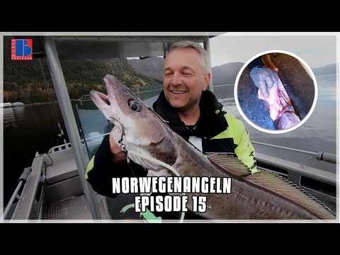 Video: Ist Lengfisch dasselbe wie Rockling?