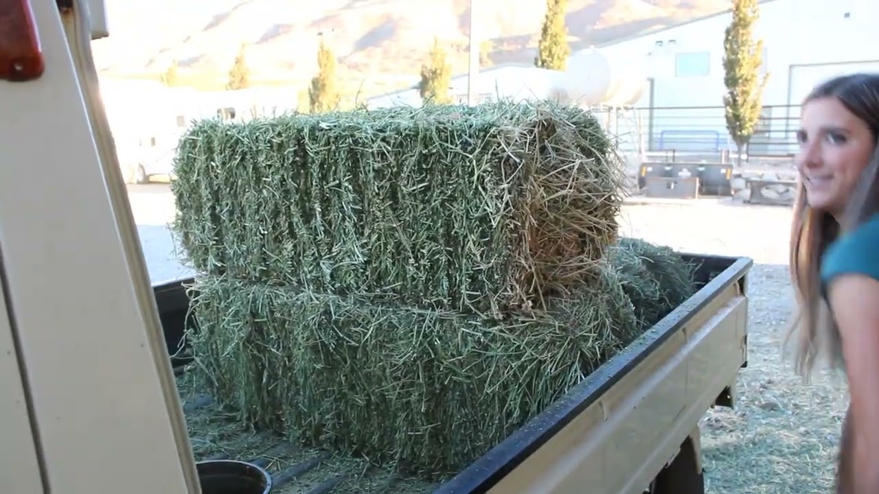 Doc Activity 1 Observational Mode