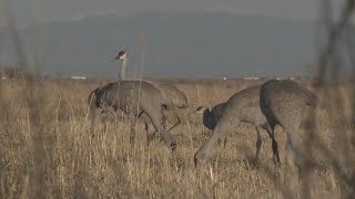 Sandhill cranes are migrating through Colorado