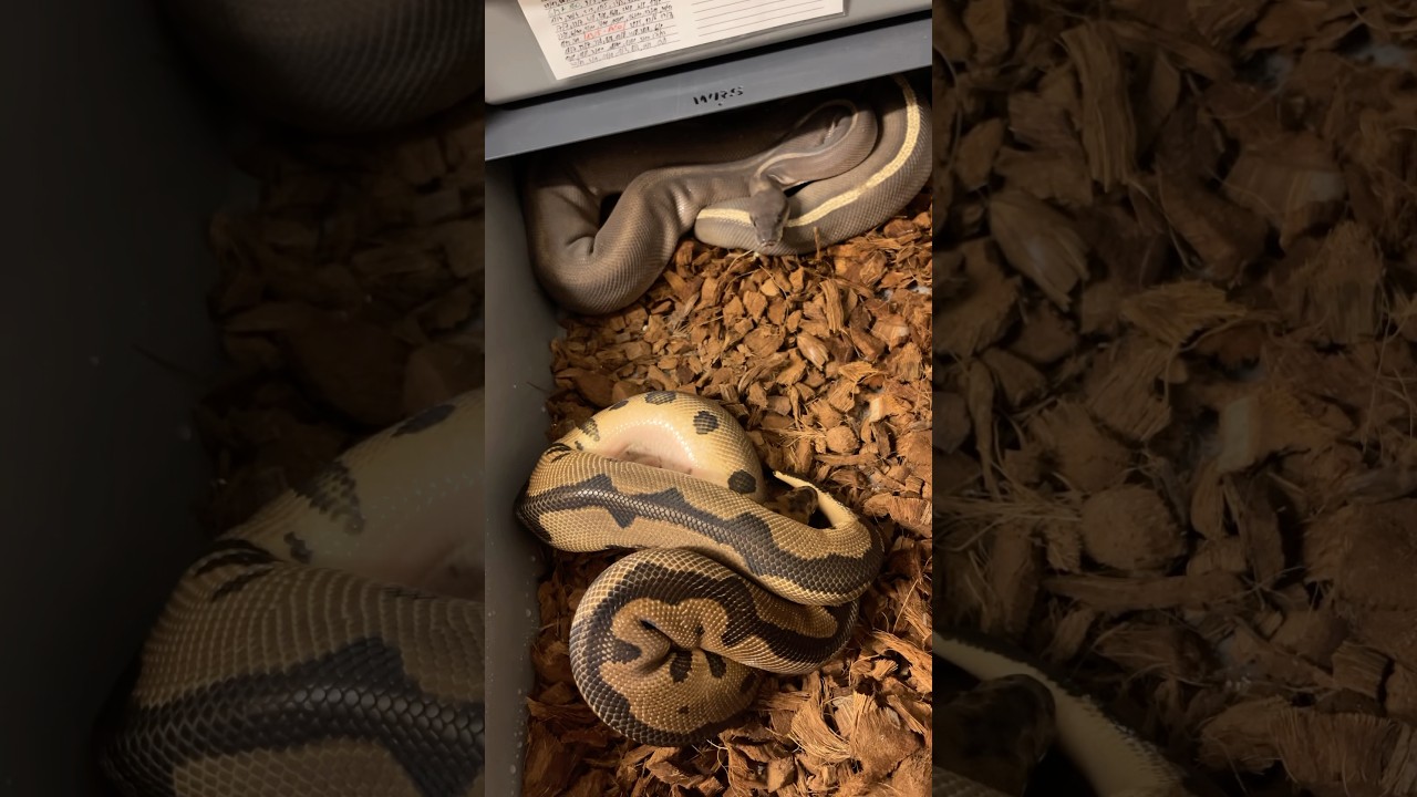 Sezon 2025 #pythonregius #snake #pyton #reptiles #ballpython #hodowlawęży #python #pytonkrólewski