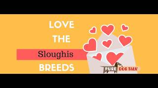 The Sloughi: Inside the "Telepathic" World of the AKC’s Rarest Sighthound