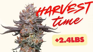 BIGGEST Harvest yet!!! "Black Tuna" Seed to Harvest and Pheno Hunt (TWO Strains)