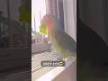 #영웅본색 (나뭇잎 씹으며😎🌿) #앵무새쇼츠 #귀여운동물 #Parrot #Parakeet #BirdLover #CuteBird #FunnyParrot  #lovebird