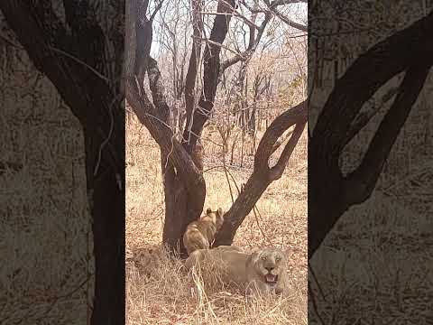 Lioness With It S Two Cubs In Mikumi Wildlife Park