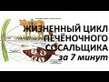 ЖИЗНЕННЫЙ ЦИКЛ ПЕЧЕНОЧНОГО СОСАЛЬЩИКА ЗА 7 МИНУТ (+ разбор заданий)