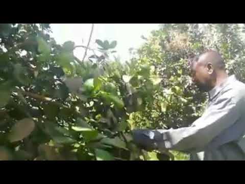 معدلات إنتاج عالية للقريب فروت بالعالياب نهر النيل