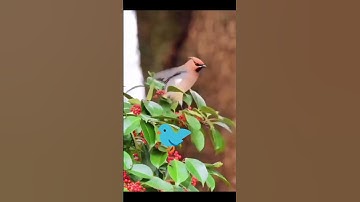 #القرآن_الكريم #راحة_نفسية #تلاوة_خاشعة #cat #birds