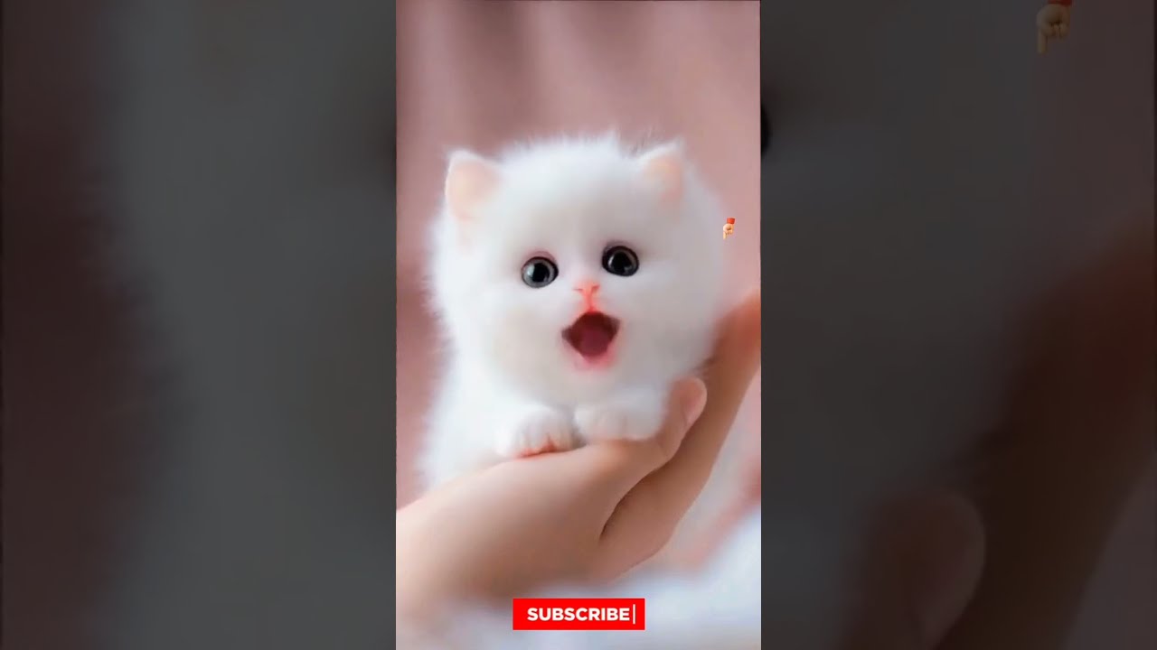 Adorable Cat Singing Apt Song Lyrics Catsinging Viralshorts