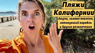 Пляжи Калифорнии|Акула и голова тюленя!|Реально ли купаться в океане? Half Moon Bay, Aptos, Alameda