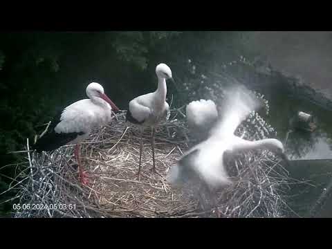 Heddesheim Young Storks Before Departure live cam preview