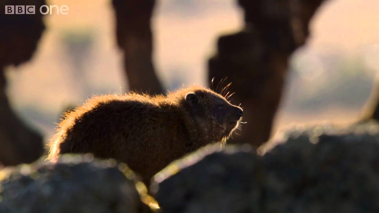 Hyrax sunshield - 24 Hours on Earth: Preview - BBC