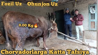 : Fozil Uz Akamizni  Kalmiks BUQALARi Va Boqish Rejimi Ularni Parvarishlash Tafsiyalari
