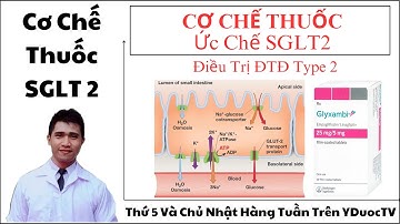 cơ chế thuốc ức chế sglt2 | thuốc điều trị đái tháo đường SGLT 2 | Y Dược TV