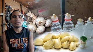 Paano nga ba gawin ang d.i.y mosquito repellent na gamit garlic (
bawang ) at water o tubig lamang mabisang paraan pantaboy sa maraming
lamok na...
