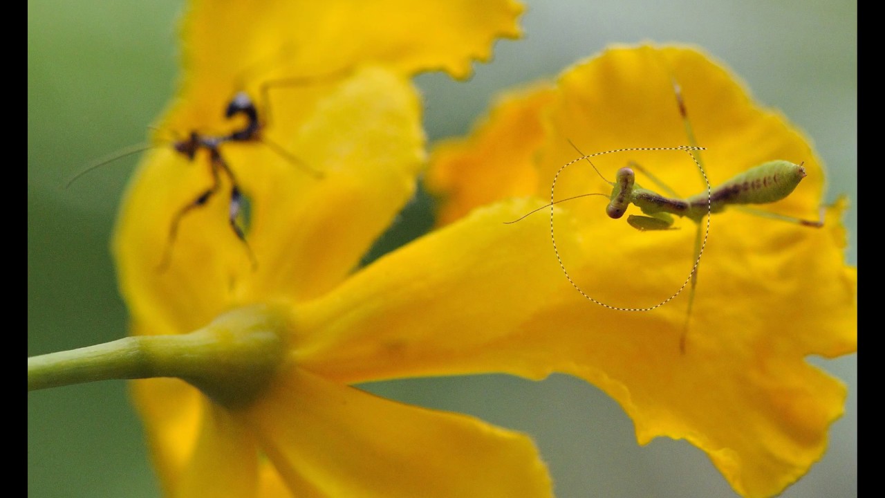 Natural World - Praying Mantis - YouTube